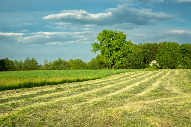 Acreage Clearing in Houston, TX